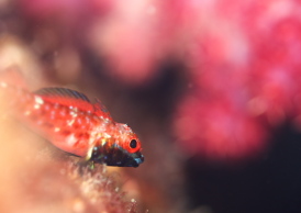 ヨゴレヘビギンポ