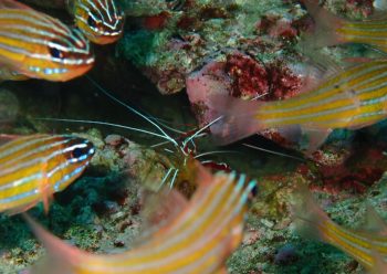 アカシマシラヒゲエビ