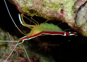 アカシマシラヒゲエビ