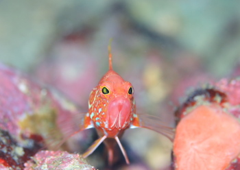 オシャレハナダイ