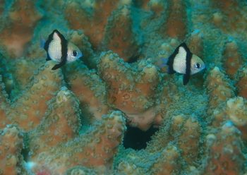 フタスジリュウキュウスズメダイ