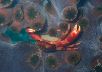 クロサンゴガニ