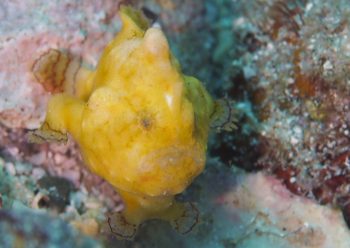 カエルアンコウモドキ