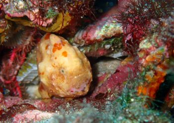 カエルアンコウモドキ