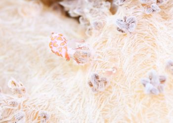 ホソテンロクケボリ