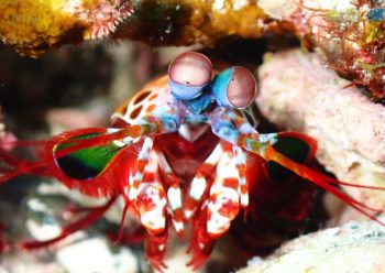 モンハナシャコ