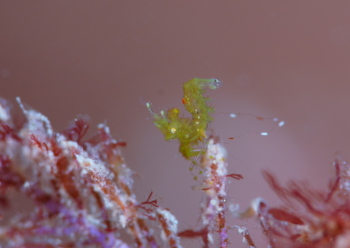 フィコカリスシムランス