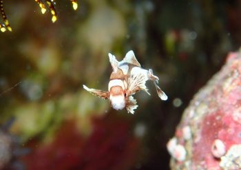 チョウチョウコショウダイ