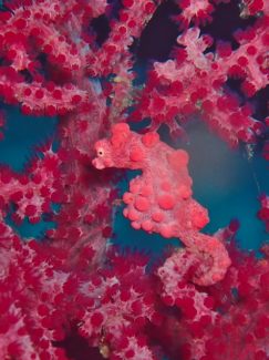 ピグミーシーホース