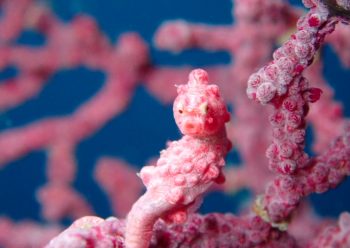 ピグミーシーホース