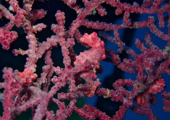 ピグミーシーホース