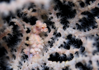 ピグミーシーホース