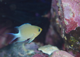 マルスズメダイ