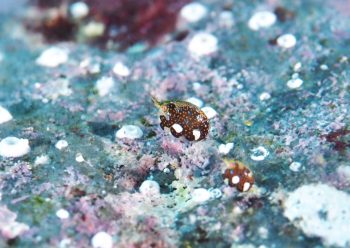 マキエホテイヨコエビ