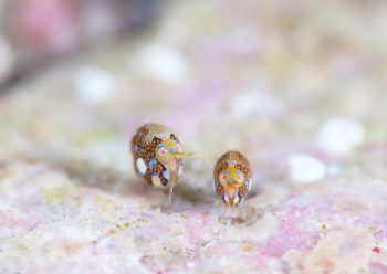 マキエホテイヨコエビ