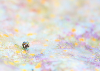 マキエホテイヨコエビ