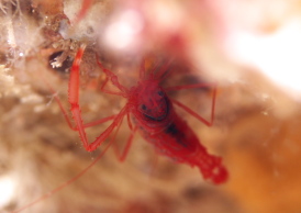 ユウギリスベスベオトヒメエビ