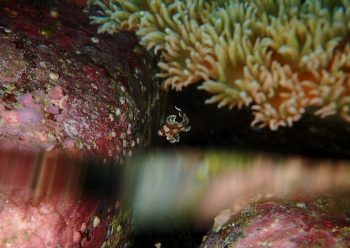 チョウチョウコショウダイ