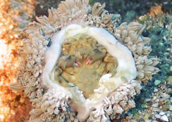 カイカムリの仲間