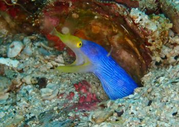 ハナヒゲウツボ