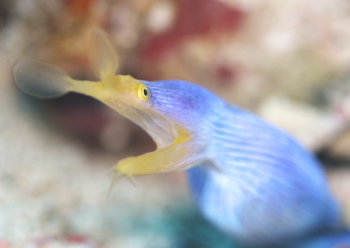 ハナヒゲウツボ