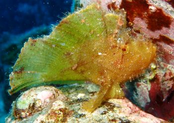 ハダカハオコゼ