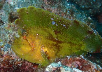 ハダカハオコゼ