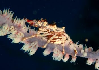 イボイソバナガニ