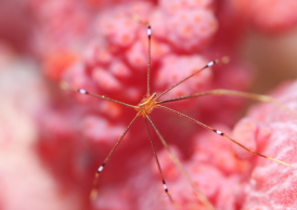 オルトマンワラエビ