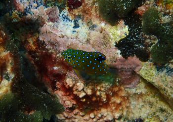 ルリホシスズメダイ