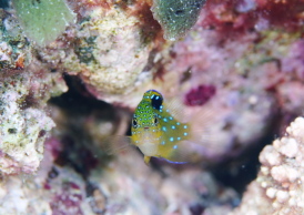 ルリホシスズメダイ