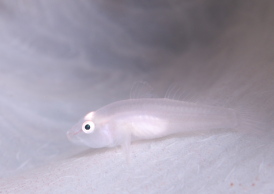 スケロクウミタケハゼ