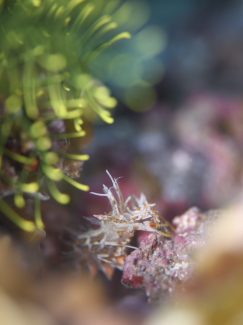 トゲツノメエビ