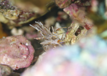 トゲツノメエビ