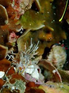 トゲツノメエビ