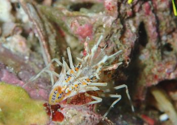 トゲツノメエビ