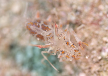 トゲツノメエビ