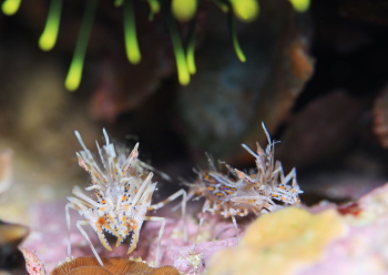 トゲツノメエビ