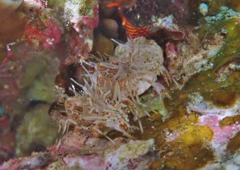 トゲツノメエビ