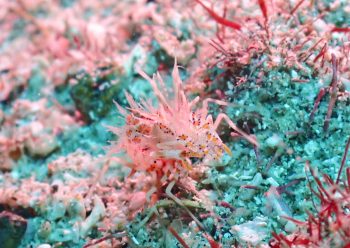 トゲツノメエビ