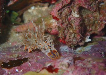 トゲツノメエビ