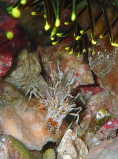 トゲツノメエビ