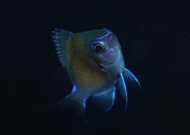 アマミスズメダイ