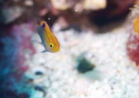 クロメガネスズメダイ