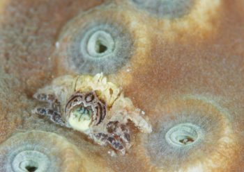 アシビロサンゴヤドリガニSP