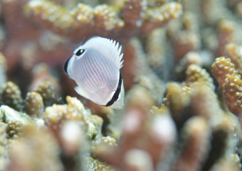 ミスジチョウチョウウオ