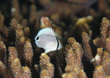 ミスジチョウチョウウオ