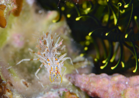 トゲツノメエビ