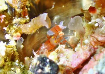 イラモツノテッポウエビ