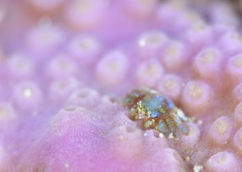 アシビロサンゴヤドリガニ